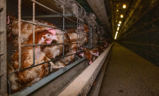  PEPS 81: Contre l’élevage intensif et la ferme aux 200000 poules