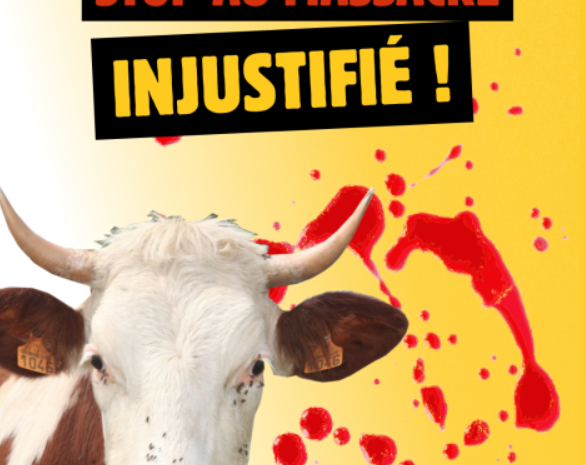  Une autre gestion de la dermatose nodulaire est possible