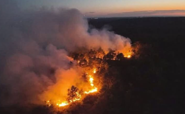  La forêt de Fontainebleau brûle et pourtant … Par Bénédicte Monville